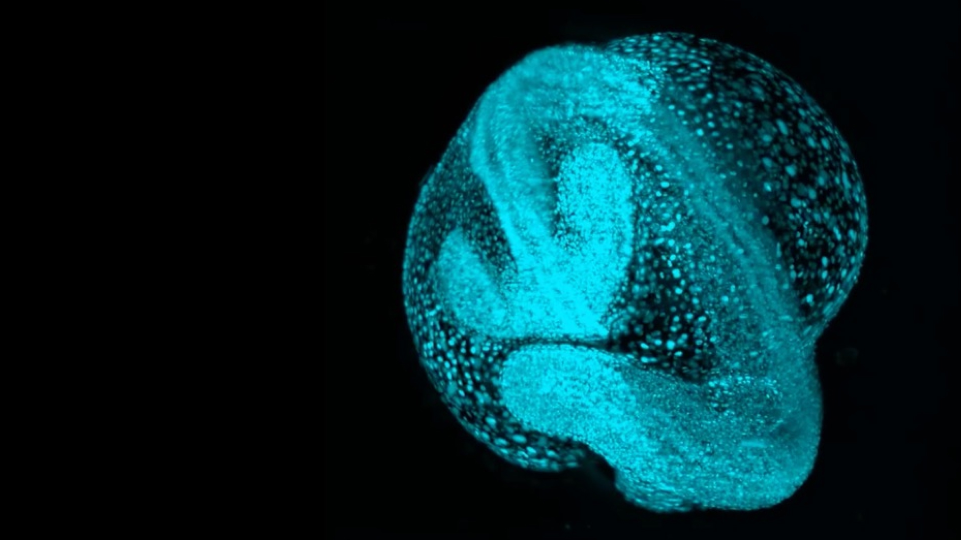 A zebrafish embryo glowing in blue, showing early developmental structures and cellular detail against a black background.